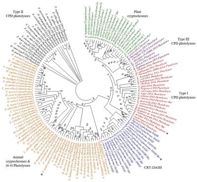 Functional Characterization of Pseudoidium neolycopersici Photolyase Reveals Mechanisms Behind the Efficacy of Nighttime UV on Powdery Mildew Suppression